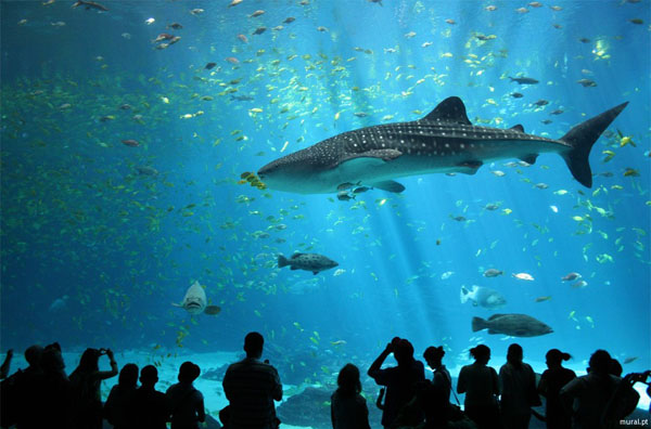 Río de Janeiro alberga al mayor acuario de América del Sur - Archivo - Contacto News