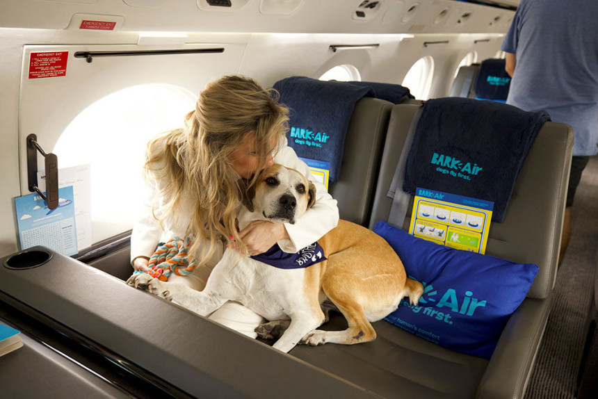 Una aerolínea especializada en vuelos de lujo para perros amplia oferta de servicios 