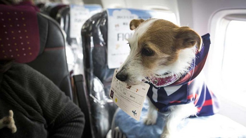 Korean Air lanza programa de viajero frecuente para mascotas 