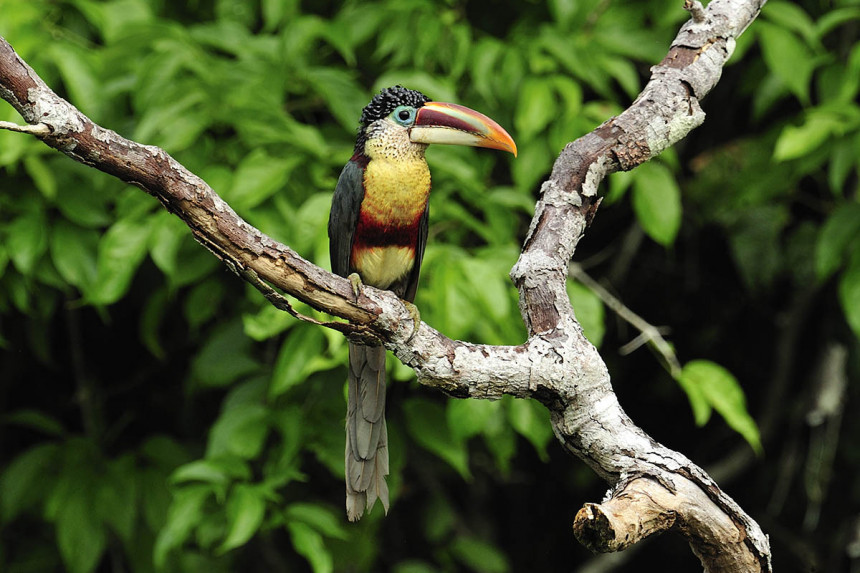 Designan al Perú como el país con mayor diversidad de aves a nivel global
