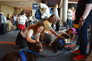 Perros ayudan a disminuir el estrés en aeropuertos en viajes de vacaciones