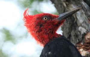 Postularán a Paraguay como sede de feria internacional de aves