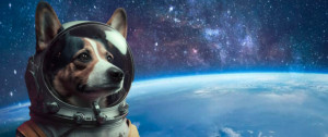 Mascotas al espacio, más allá de un sueño en contraste con la realidad
