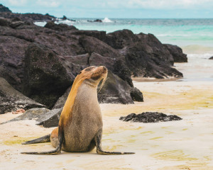 Islas Galápagos aumentarán costo de ingreso a visitantes