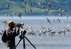 Paraguay será sede de la XV Feria de Aves de Sudamérica en el mes de septiembre