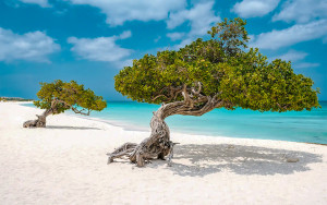 Premios de Tripadvisor 2026 designan a Eagle Beach como playa número 1 del Caribe