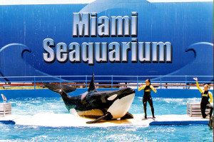 Triste final para el famoso Seaquarium de Miami