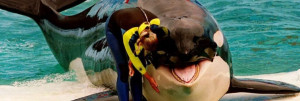 Lolita, la legendaria orca del Miami Seaquarium podría volver a ser libre